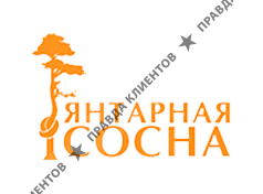 Янтарная сосна